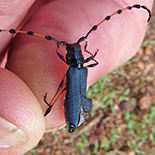 Evgenius plumatus